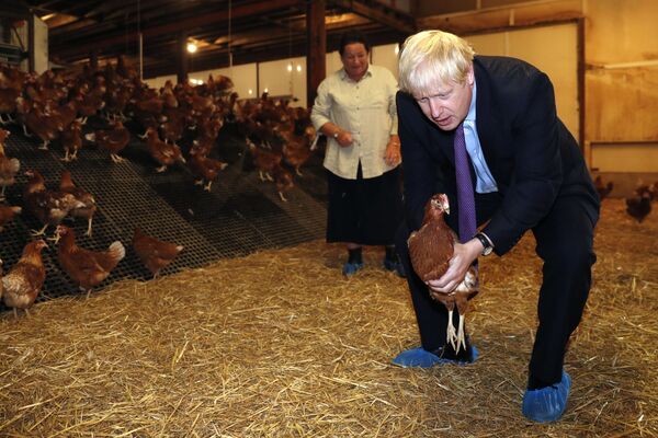 Британский премьер-министр Борис Джонсон с курицей в руках во время визита на уэльскую ферму в рамках своей предстоящей кампании по реновации сектора сельского хозяйства после Brexit  - Sputnik Молдова