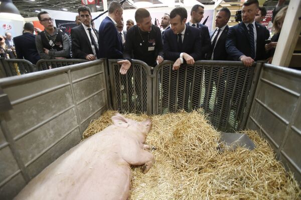 Президент Франции Эммануэль Макрон беседует с фермером, разводящим свиней - Sputnik Молдова