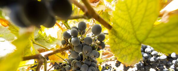 Виноградник, архивное фото. - Sputnik Молдова