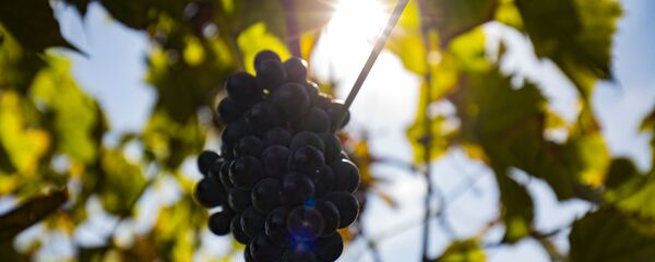 Виноградник - Sputnik Moldova