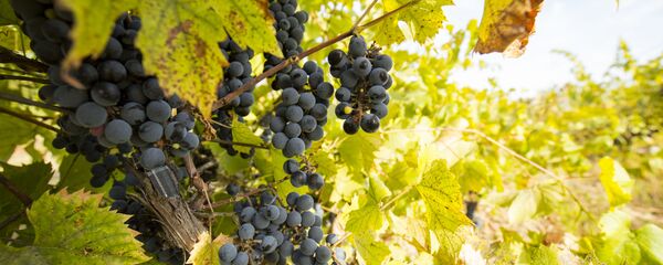 Виноградник Виноградник - Sputnik Молдова