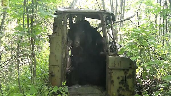Медведь и компания: звери-водители из Приморского края - Sputnik Молдова