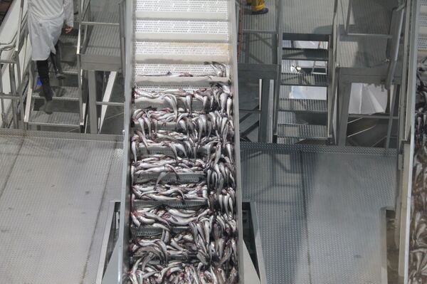 Золотая рыбка — это не сказка: исландцы едут на самый современный завод России - Sputnik Молдова