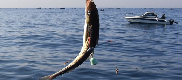 Любительский лов камбалы и минтая в Уссурийском заливе Любительский лов камбалы и минтая в Уссурийском заливе - Sputnik Молдова