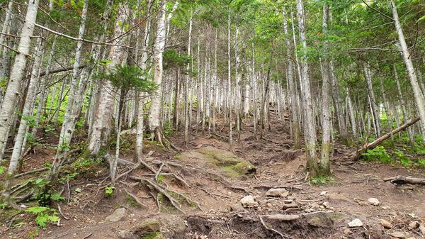 Губернатор Сахалина: важнейшая задача государства — развивать его территории Губернатор Сахалина: важнейшая задача государства — развивать его территории - Sputnik Молдова