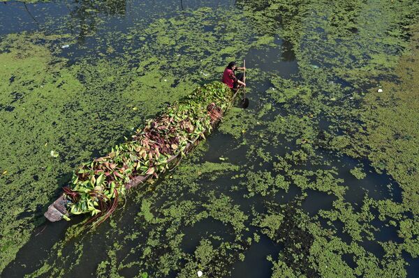 Женщана плывет на лодке, наполненной лотосом для кормления скота, Сринагар, Индия - Sputnik Молдова