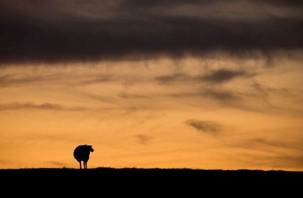 Силуэт овцы на заходе солнца, Германия - Sputnik Молдова