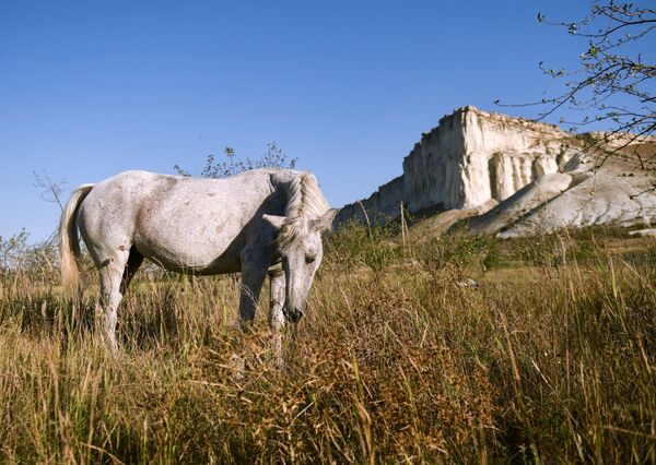 Лошадь пасется возле Белой скалы, Крым - Sputnik Молдова