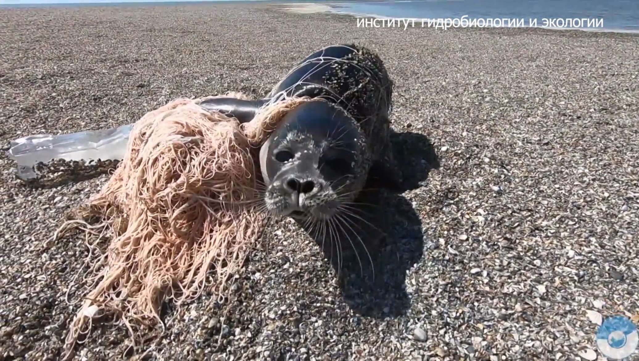 Морские умершие животные. Каспийская Нерпа (pusa caspica). Морские котики в Каспийском море. Мертвые тюлени на берегу Каспийского моря. Нерпа в Каспийском море.