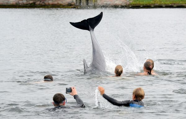 Люди фотографируют дельфина в канале, соединяющем Балтийское море с Северным - Sputnik Молдова