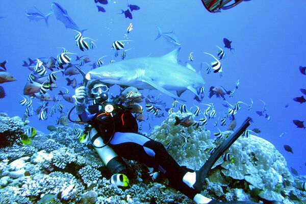Аквалангист кормит акулу у острова Муреа, Французская Полинезия - Sputnik Молдова