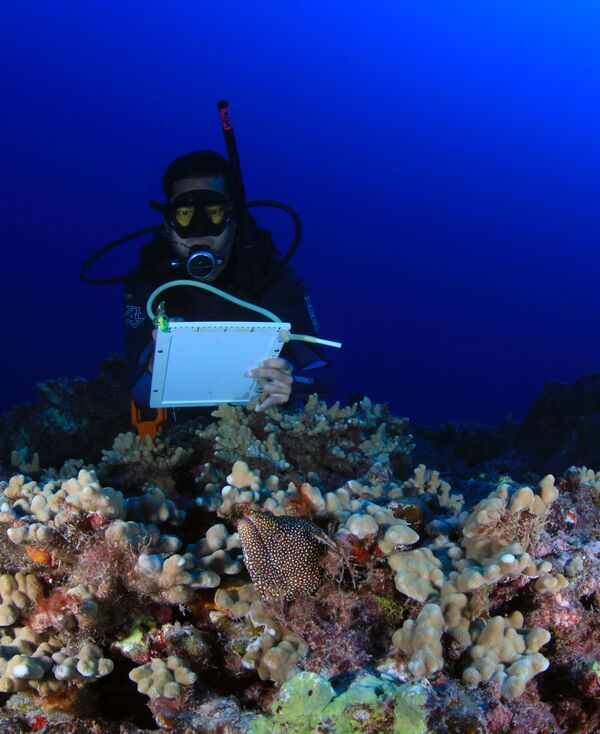 Выглядывающая из-под коралла мурена и исследователь кораллового рифа  - Sputnik Молдова