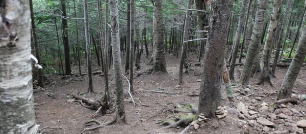 Остров Сахалин. Реликтовый лес на подъеме к останцу Лягушка. - Sputnik Moldova-România