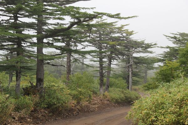 Сюда не приезжают пить кока-колу: что делать туристу на Курильских островах Сюда не приезжают пить кока-колу: что делать туристу на Курильских островах - Sputnik Молдова