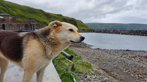 Сюда не приезжают пить кока-колу: что делать туристу на Курильских островах Сюда не приезжают пить кока-колу: что делать туристу на Курильских островах - Sputnik Молдова