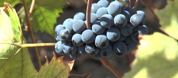 Производители винограда в отчаянии: что будет с урожаем за этот год – видео - Sputnik Молдова