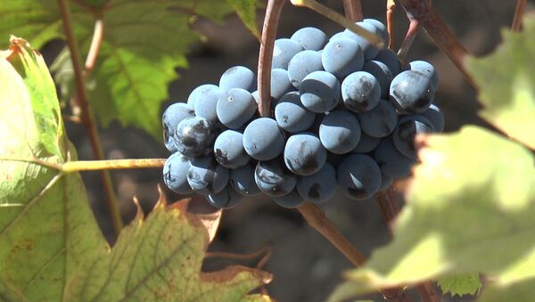 Производители винограда в отчаянии: что будет с урожаем за этот год – видео - Sputnik Молдова