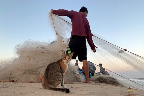 Кошка и палестинский рыбак на пляже в северной части Сектора Газа  - Sputnik Молдова