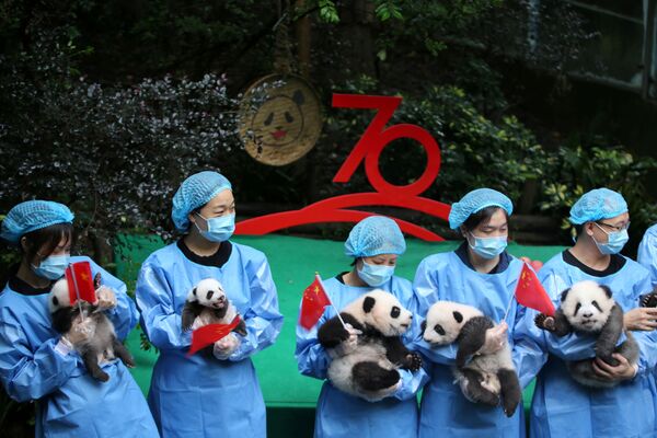 Заводчики держат детенышей панд, родившихся в 2019 году во время мероприятия, приуроченного к 70-й годовщине основания Китайской Народной Республики - Sputnik Молдова