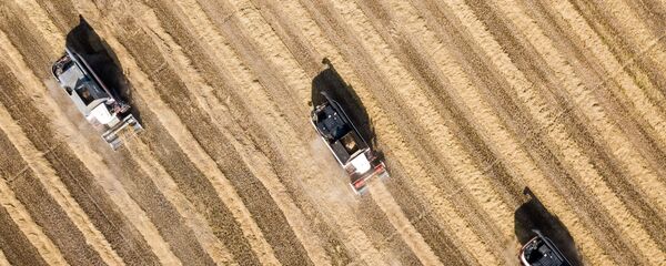 Уборка и переработка риса в Краснодарском крае - Sputnik Молдова