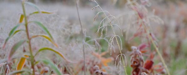 Растения, покрытые инеем Растения, покрытые инеем - Sputnik Молдова