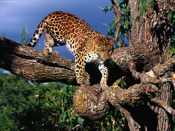 Амурский леопард на дереве - Sputnik Молдова