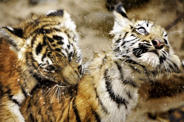 Два котенка амурского тигра играют в зоопарке - Sputnik Молдова