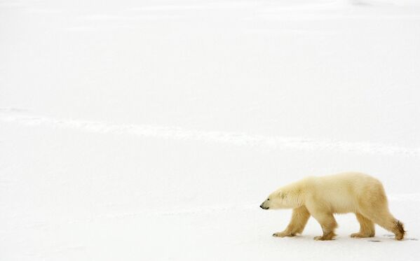 Белый медведь возле Гудзонова залива, Канада - Sputnik Молдова