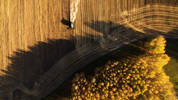 Уборка урожая зерновых в Новосибирской области - Sputnik Moldova-România