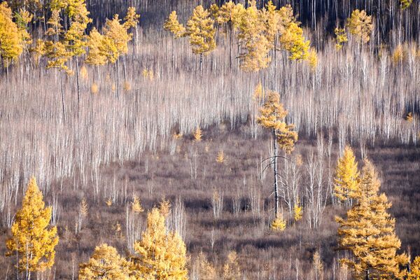 Осенний лес на Титовской сопке в Забайкалье - Sputnik Молдова
