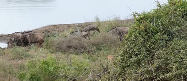 Чудесное спасение антилопы: бегемоты наказали семью крокодилов - Sputnik Молдова