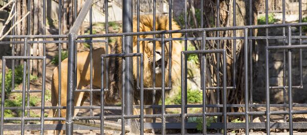 Un leu în volieră - Sputnik Moldova-România
