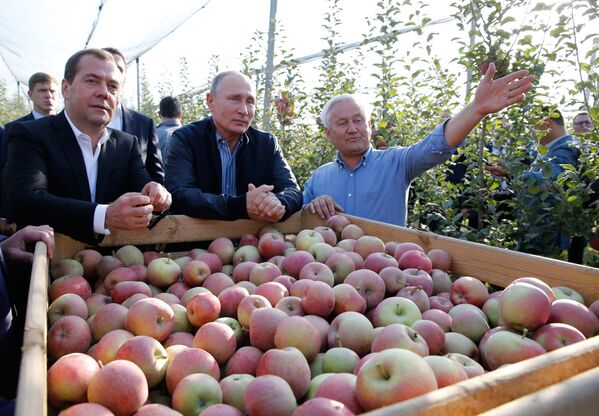 Președinții Rusiei, Vladimir Putin, și prim-ministrul Federației Ruse, Dmitri Medvedev, în timpul vizitării livezilor de meri ale întreprinderii agricole „Rassvet” din ținutul Stavropol, 9 octombrie 2018 - Sputnik Moldova