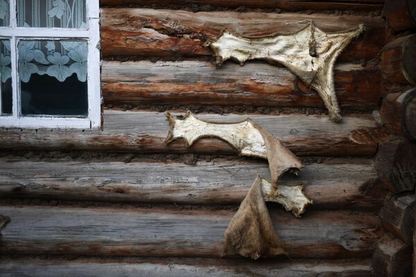 Шкурки диких животных на стене жилого дома в селе Алыгджер Тофаларского муниципального образования Иркутской области - Sputnik Молдова