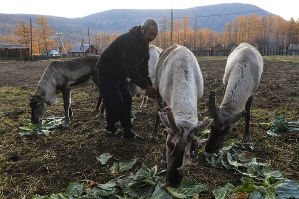 Мужчина кормит оленей в селе Алыгджер Тофаларского муниципального образования Иркутской области - Sputnik Молдова