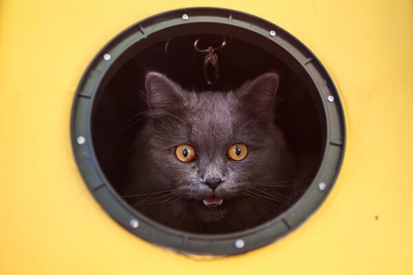 Кошка в круглом окне - Sputnik Молдова