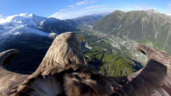 Орлан-белохвост, оснащенный камерой 360, пролетает над ледниками и горами в Шамони, Франция - Sputnik Молдова
