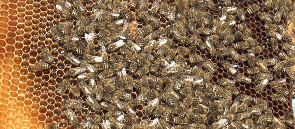 Apicultorii din Moldova se confruntă cu probleme mari - Sputnik Moldova