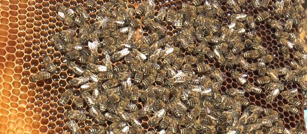 Молдавские пчеловоды сталкиваются с серьезными проблемами - Sputnik Молдова