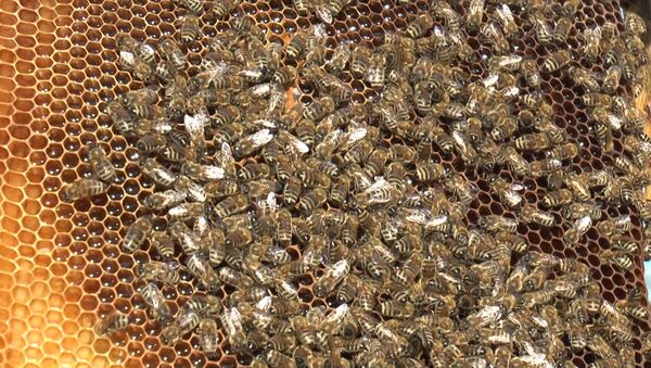 Молдавские пчеловоды сталкиваются с серьезными проблемами - Sputnik Молдова