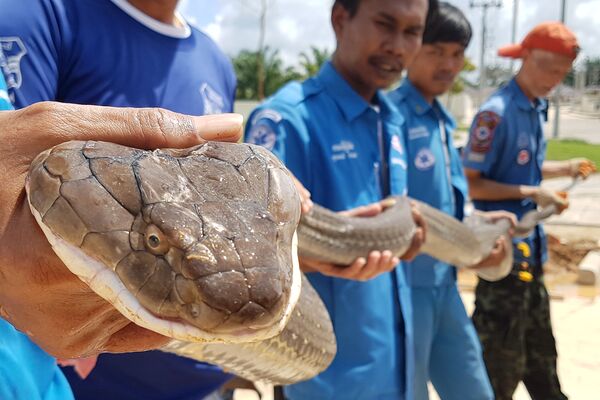 Четырехметровая королевская кобра, пойманная таиландскими спасателями в ливневой канализации поселка в провинции Краби - Sputnik Молдова