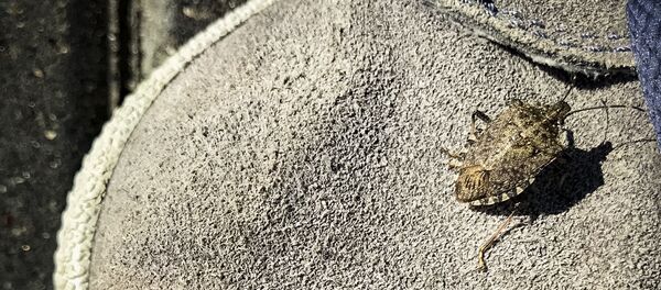 Ploșniță - Sputnik Moldova