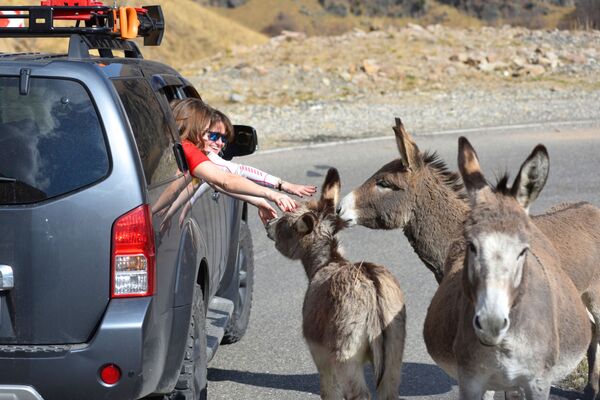 Туристы гладят осликов на дороге Кисловодск-Джилы-Су в Кабардино-Балкарии - Sputnik Moldova-România