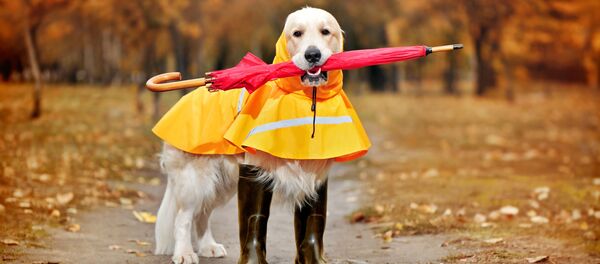 Câine cu umbrelă, toamna - Sputnik Moldova
