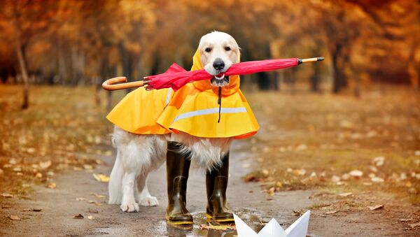 Câine cu umbrelă, toamna - Sputnik Moldova