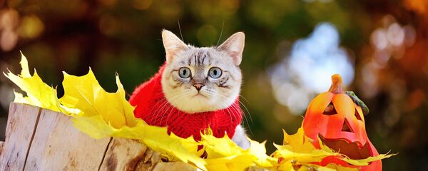 Prognoza meteo pentru următoarele 7 zile: Cât va mai dura căldura - Sputnik Moldova