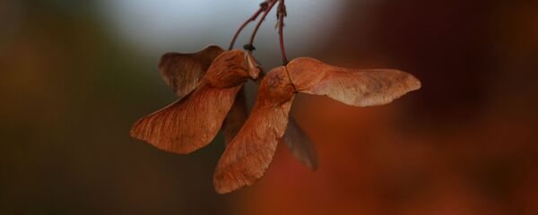 Кленовый вертолетик - Sputnik Молдова