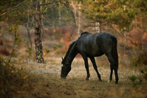 Лошадь в Симферополе, Крым - Sputnik Moldova-România