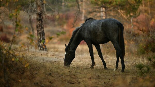 Лошадь в Симферополе, Крым - Sputnik Молдова