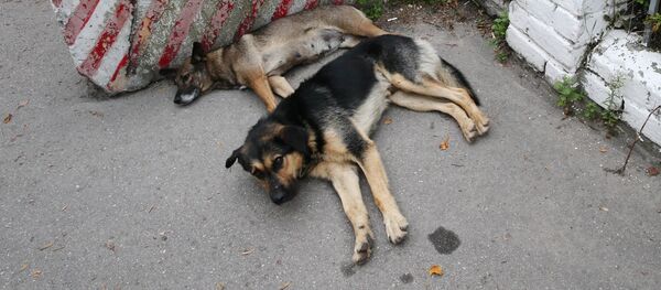 Maidanezi - Sputnik Молдова